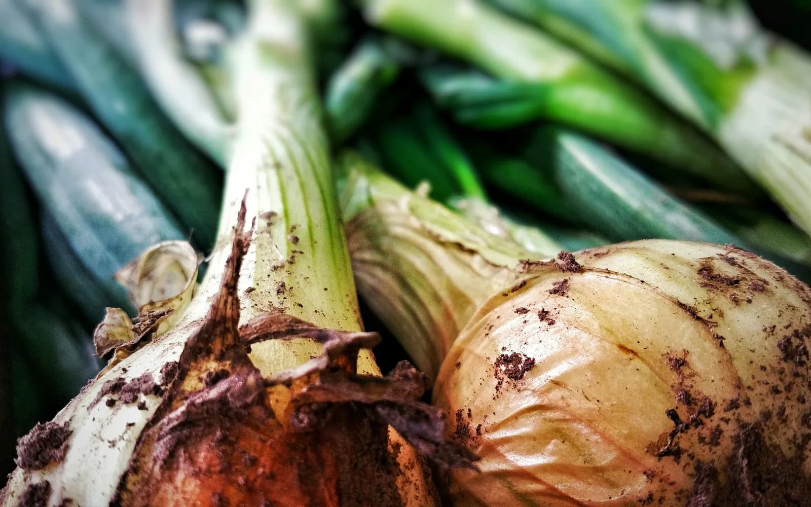 Freshly lifted onions with soil still on them and green tops attached