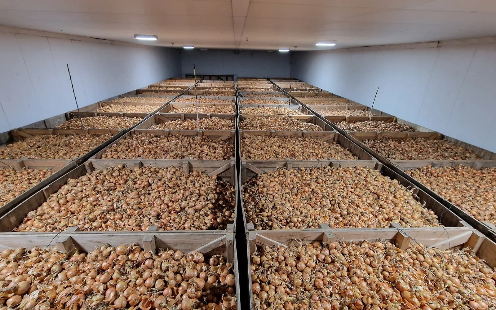 A bulk onion store filled with wooden crates stacked the length of the building