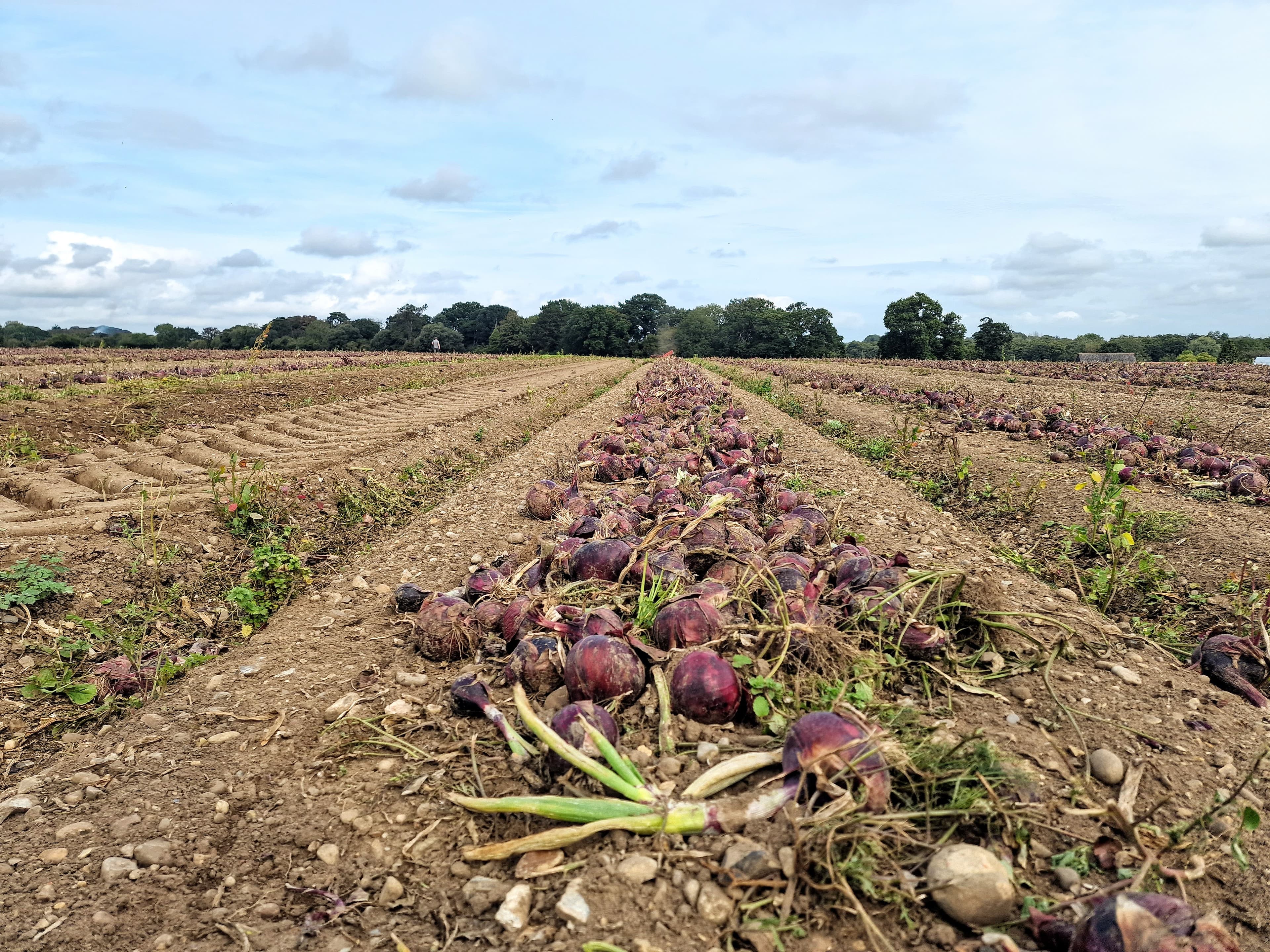 Red onions curing in windrows in the field before harvest